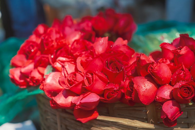 Rosas frescas en la floristería Interflora de Salou