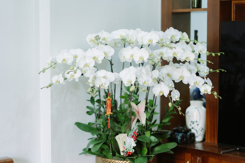 Orquídea phalaenopsis blanca en maceta decorativa interflora