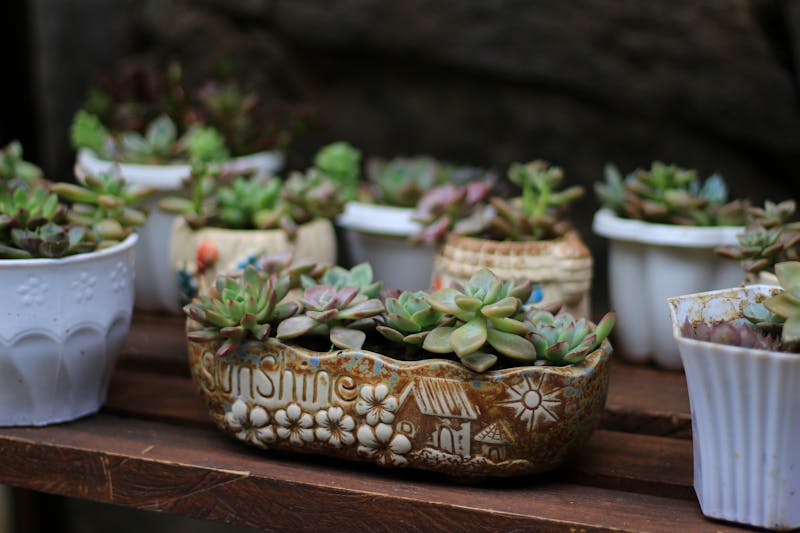 Kit de suculentas variadas en maceta decorativa interflora